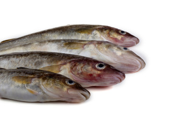 Saffron cod