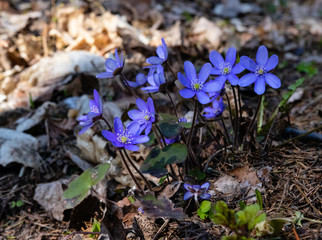 Blue beautiful early spring flowers in natural growth conditions in the forest. Liver leaves,...