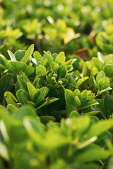 Tropical plant in the italian garden. Soft focus on photo and author processing