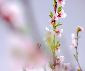 Obraz premium Gabrovo, Bulgaria - CIRCA 2012. Blooming trees welcome the spring. Florets in pink refresh the nature.