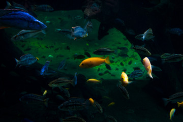 Naklejka premium fish in aquarium