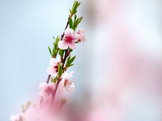 Gabrovo, Bulgaria - CIRCA 2012. Blooming trees welcome the spring. Florets in pink refresh the nature.