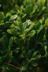 Tropical plant in the italian garden. Soft focus, film effect, author processing