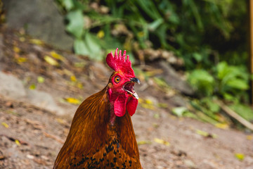 Primer plano de la cabeza de un gallo marrón con cresta roja cacareando.