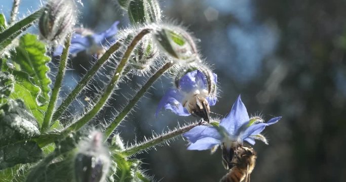 Bee gets blue borage flowers in spring. Macro photography of bee sucking nectar from borage petals.