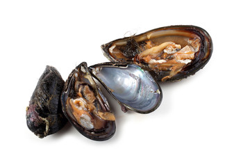 Mussels