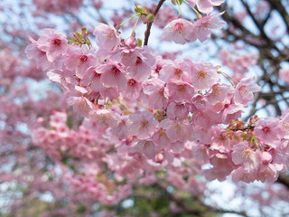 満開の桜