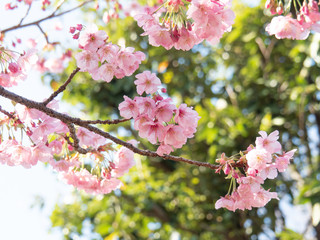 満開の桜