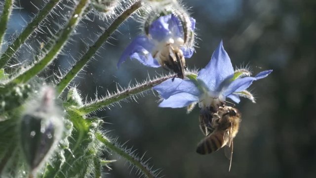 Bee gets blue borage flowers in spring. Slow motion macro of bee sucking nectar from borage petals.