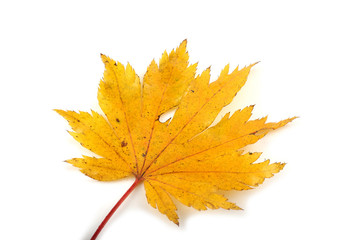 Autumn maple leaf