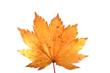 Autumn maple leaf