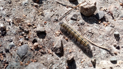 The caterpillar is crawling on the ground.