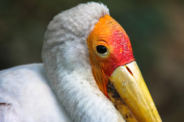 Beautiful close up of stork with red face commonly found near wetlands 