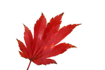 Autumn maple leaf