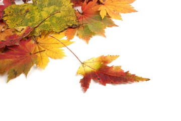 Multicolor autumn maple leaves