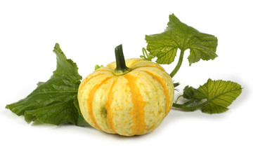Pumpkin and leaves