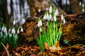 snowdrops in the forest