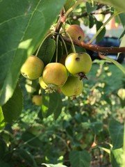 Wild crab apples