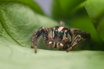 jumping spider on a leaf