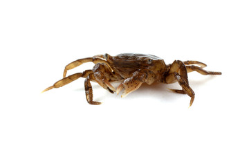Little crab