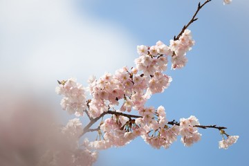 桜　サクラ　さくら