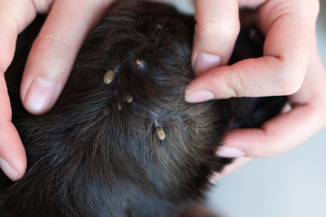 Closeup hand showing big tick parasite on a dog skin, selective focus