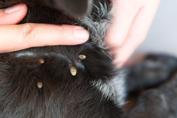 Closeup hand showing big tick parasite on a dog skin, selective focus