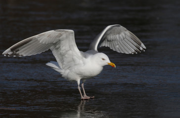 Herring gull