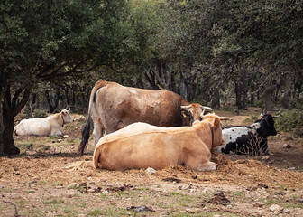 Vacas   descansando en una dehesa 