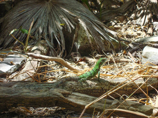 This is a baby iguana in Tulum