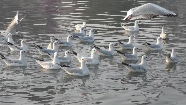 Migratory birds over lake of white color and in groups. These birds migrate from siberia.