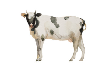 Watercolor cow black and white . Original farm animal illustration isolated on white background