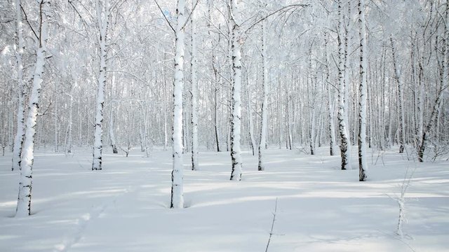 Panorama of winter birch forest after snowfall on a sunny day. With wolf tracks in the snow.
