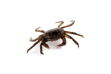 Little crab