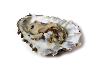 Opened oyster