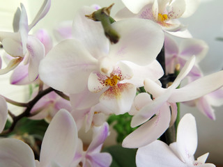 Fototapeta na wymiar orchid stem with flower against white background