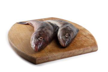 Sea bass