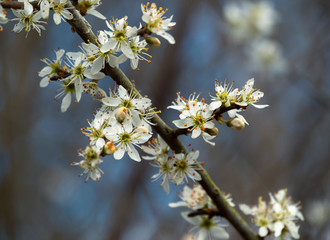 Closeup of white blackthorn blossom, Prunus spinosa, on a tree branch in early spring