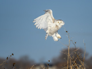Female Snowy Owl Taking Off From Snow Field in Winter