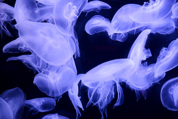 fish in aquarium