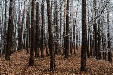 Frostiger Wald