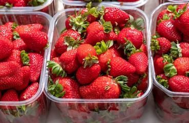 fresh organic strawberries in plastic boxes sold at city farmers market