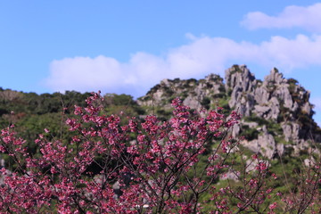 Obraz premium 冬に咲いた桜と岩山