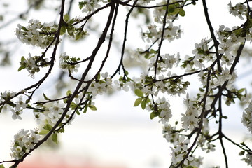 Kirschblüten im Frühling