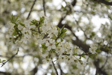 Kirschblüten im Frühling