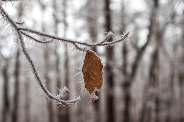 Frostiger Wald
