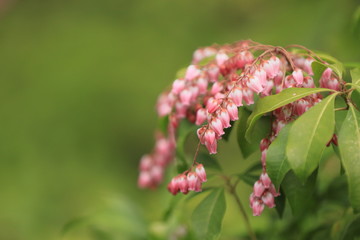 垂れ下がった多くの紫色の花弁たち