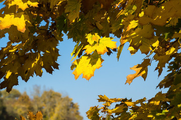 sunny autumn day in the park with yellow maple branches and green fir trees, Dnipro city, Ukraine