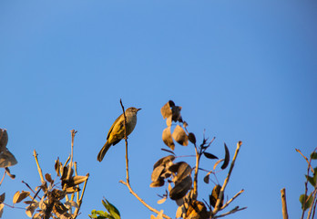 Streak-eared Bubul bird on dry tree branch