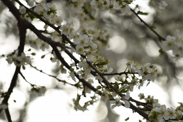 Kirschblüten im Frühling